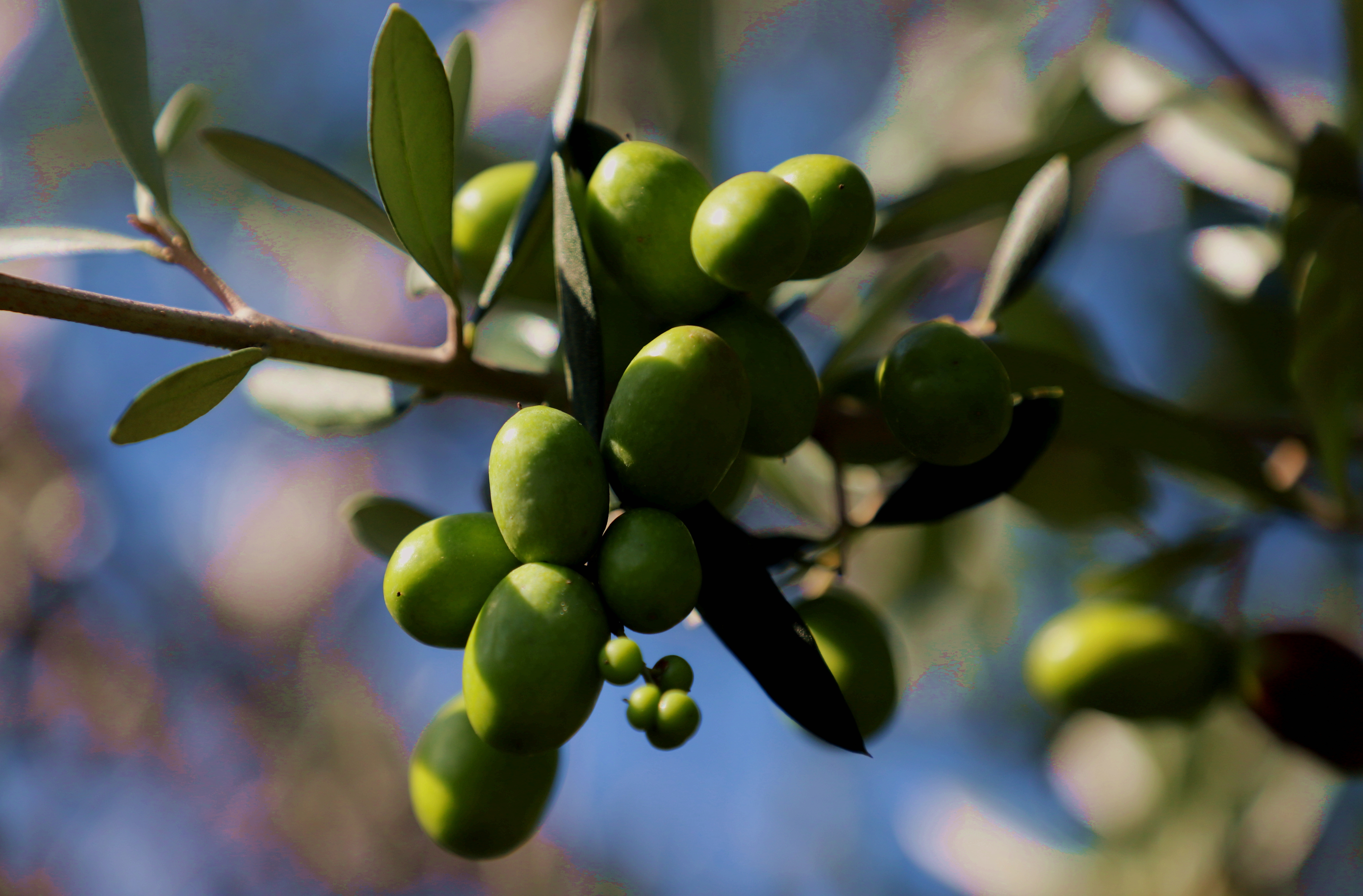 常见油橄榄品种